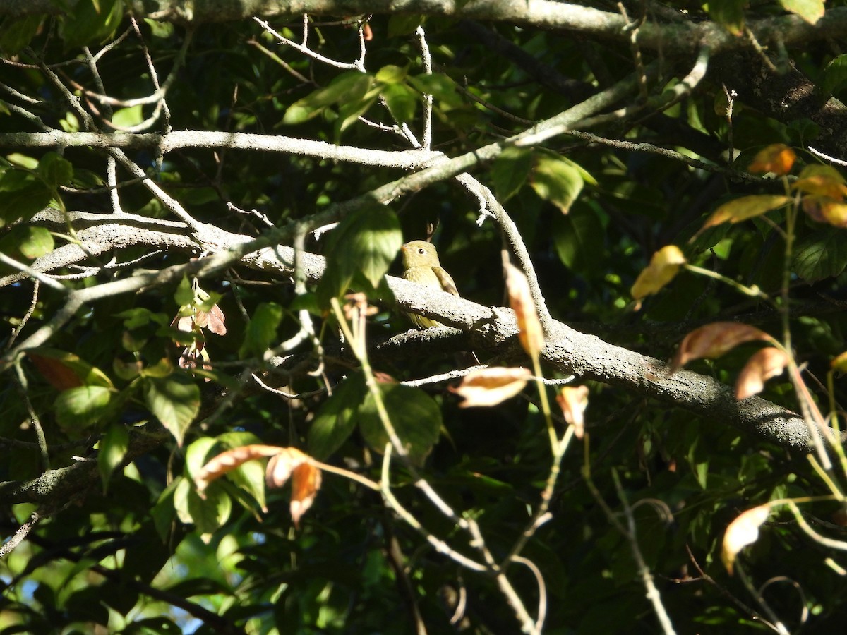 Yellow-bellied Flycatcher - ML641133603