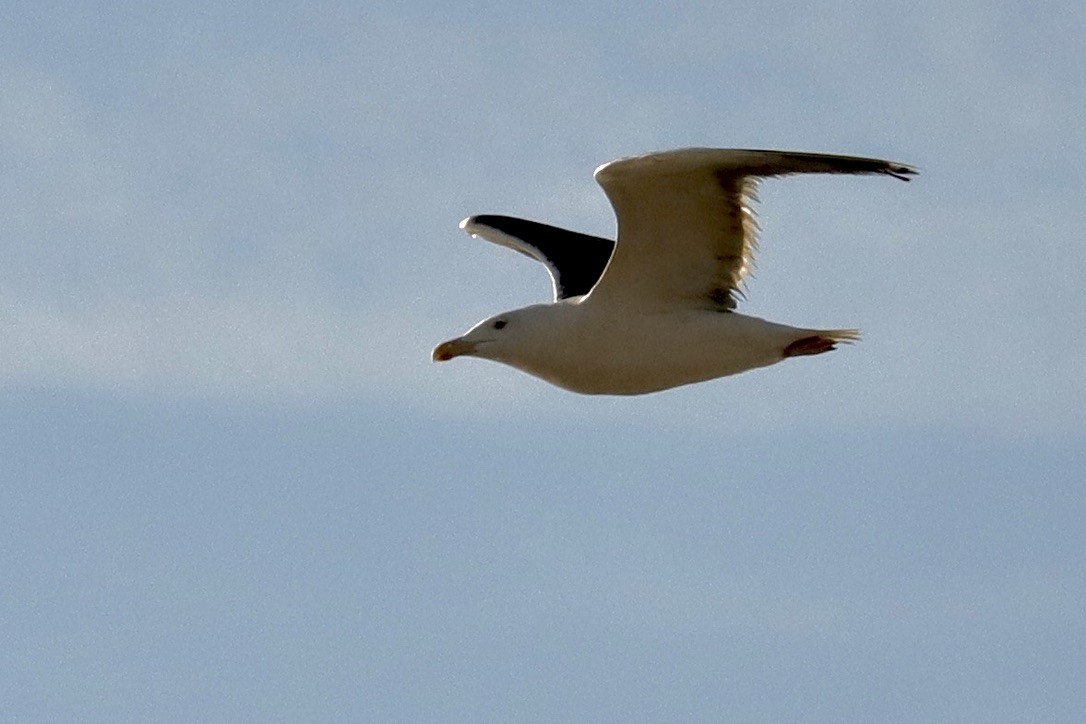 Great Black-backed Gull - ML641133610