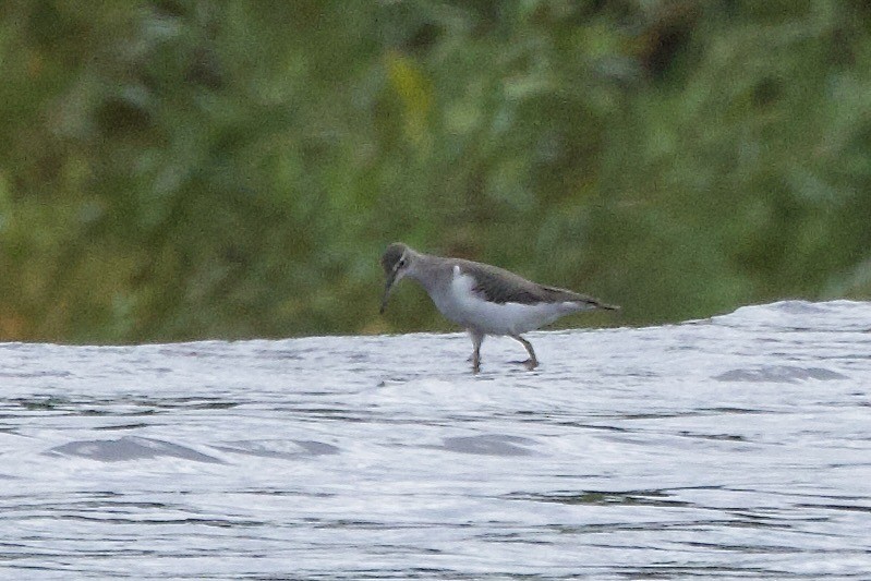 Spotted Sandpiper - ML641133630