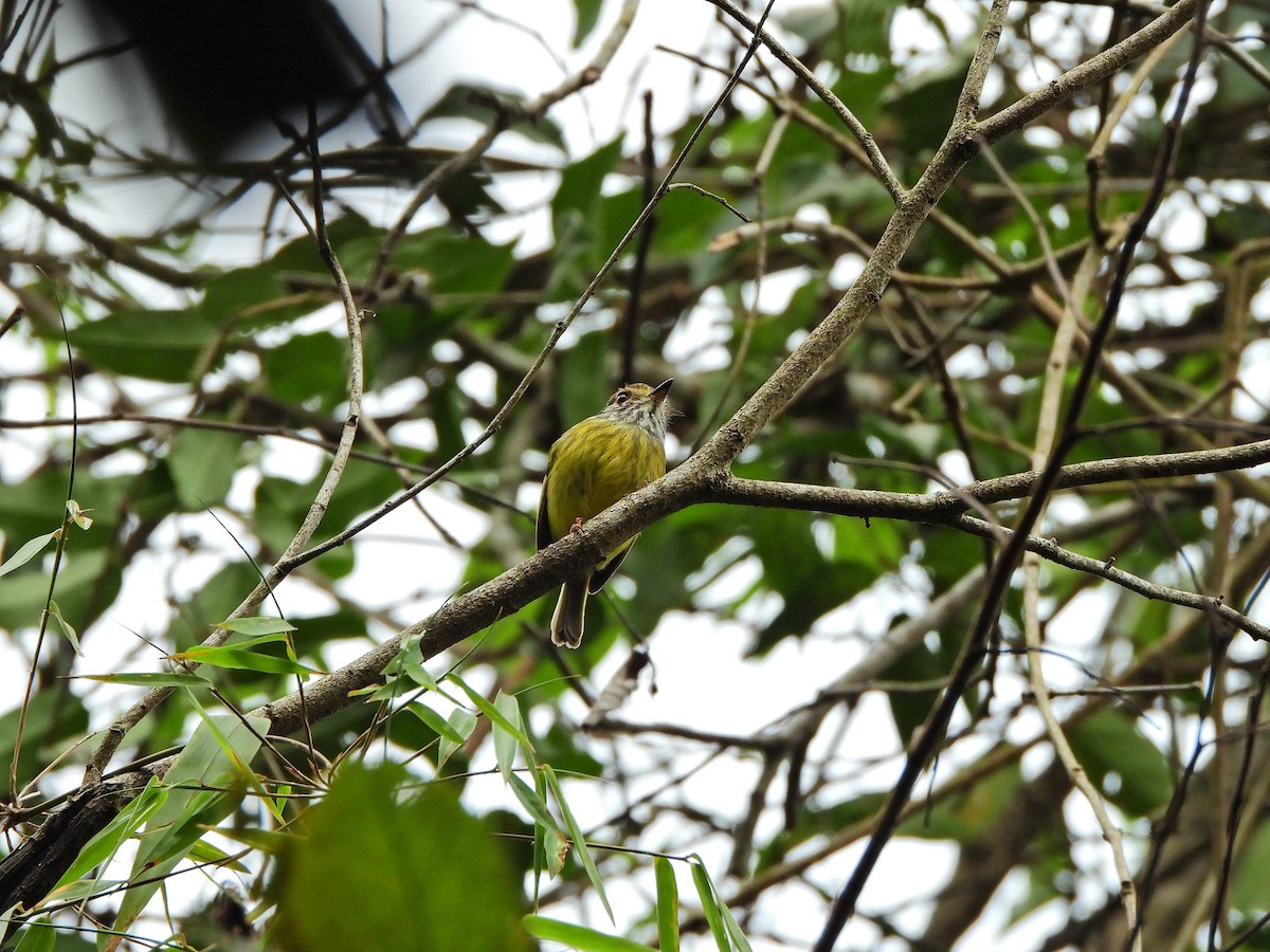 Eared Pygmy-Tyrant - ML641133659