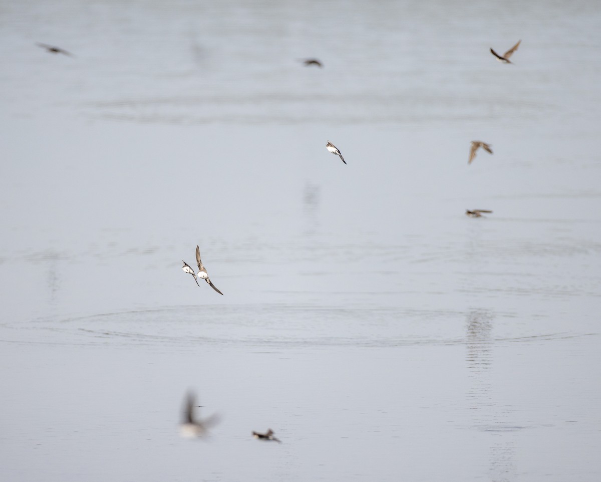 Tree Swallow - ML641133662