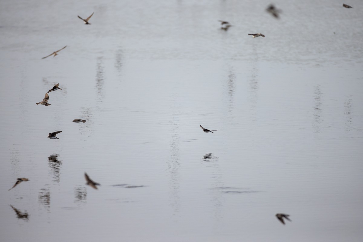 Tree Swallow - ML641133663