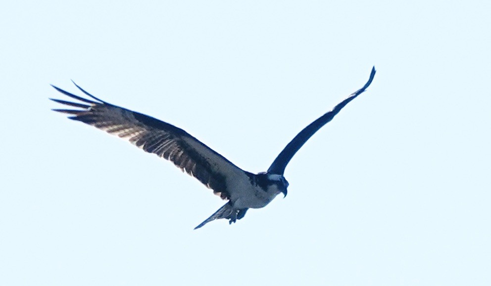 Osprey - ML641133672