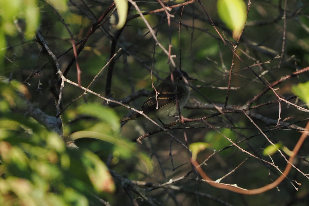 Acadian Flycatcher - ML641133701