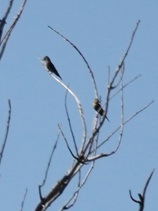 Western Wood-Pewee - ML641133705