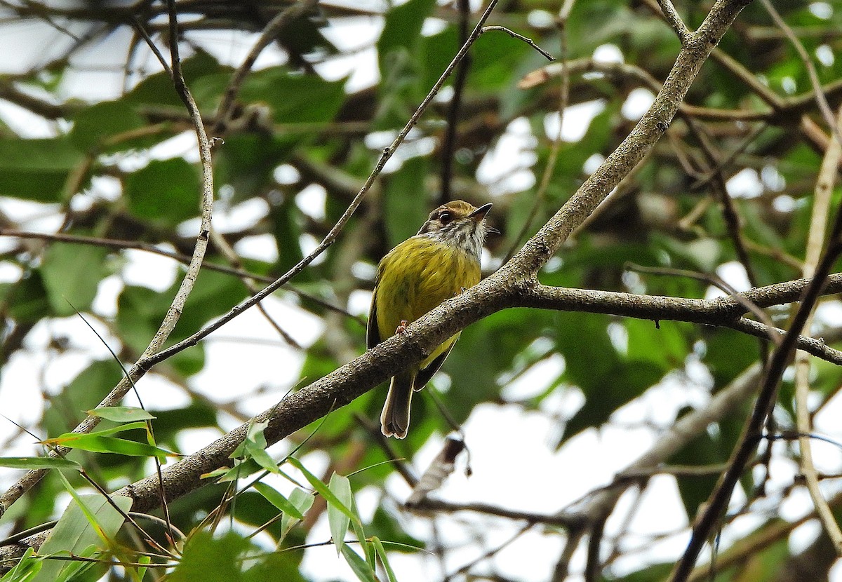 Eared Pygmy-Tyrant - ML641133713