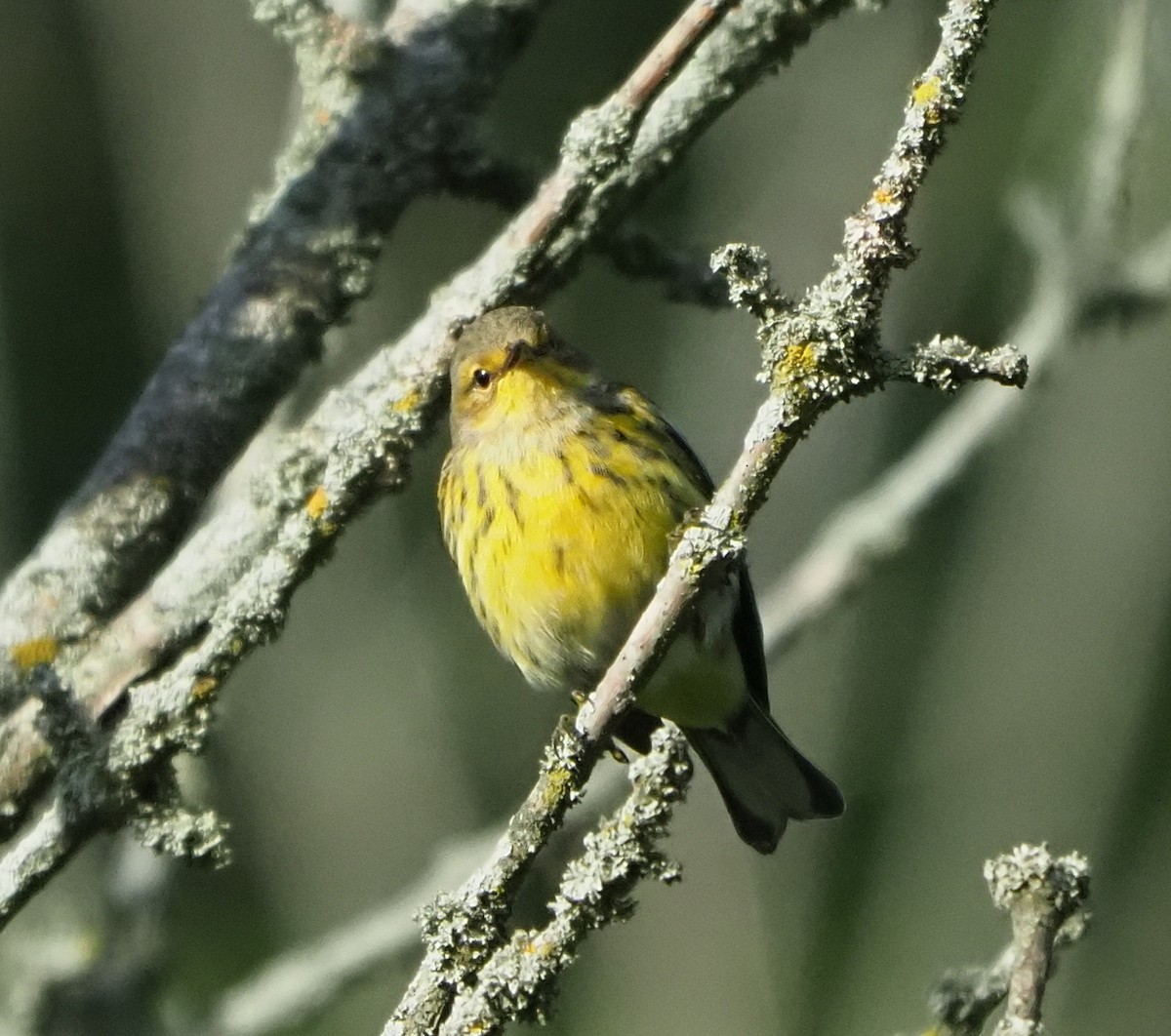 Cape May Warbler - ML641133714