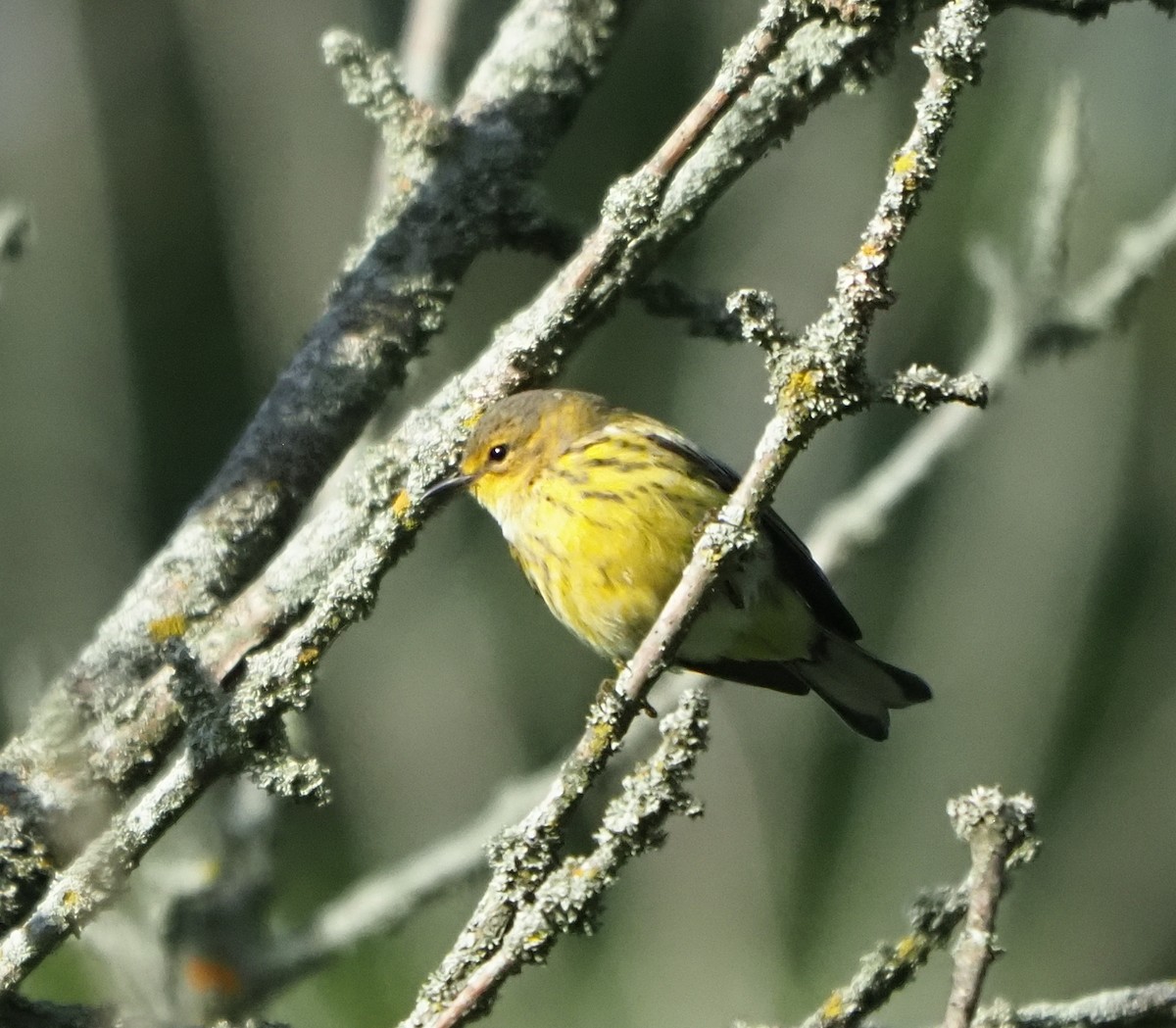 Cape May Warbler - ML641133715