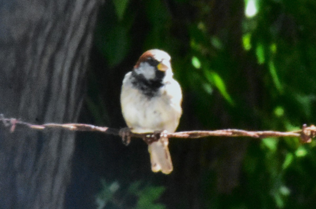 House Sparrow - ML641133717