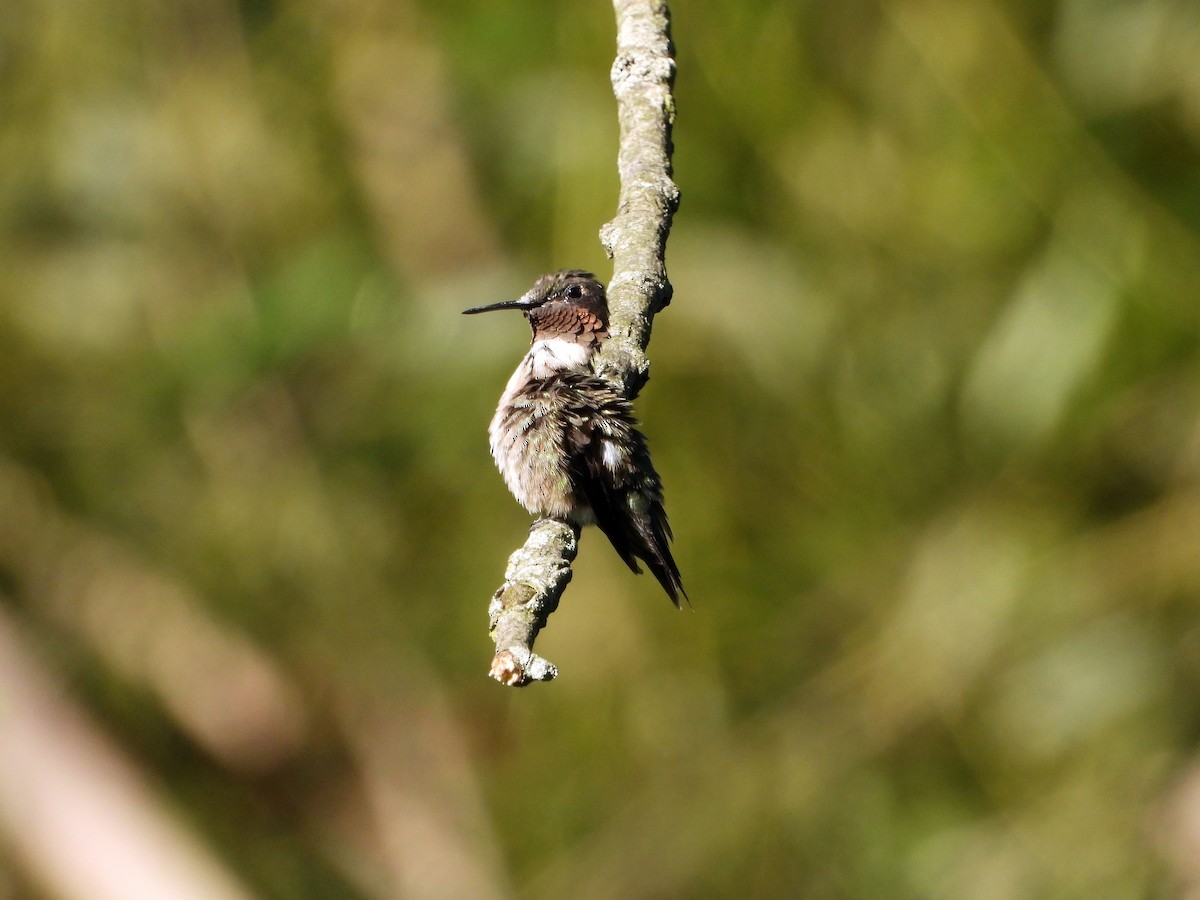 Ruby-throated Hummingbird - ML641133767