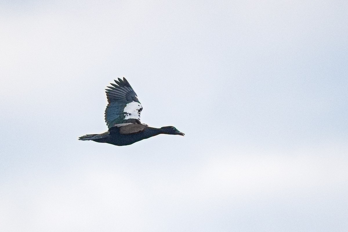 Muscovy Duck - ML641133775