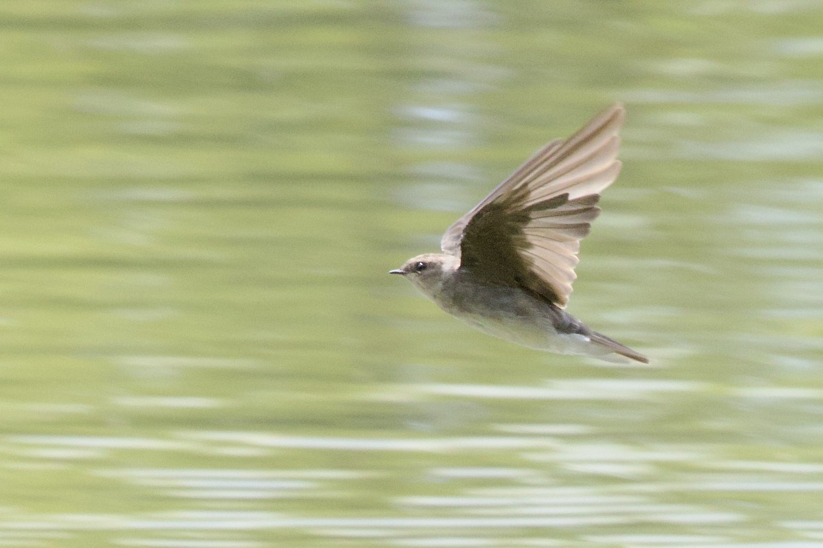 Northern Rough-winged Swallow - ML641133779