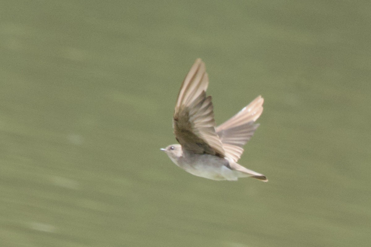 Northern Rough-winged Swallow - ML641133793