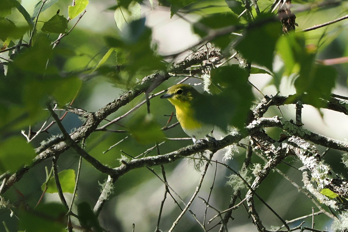 Yellow-throated Vireo - ML641133794