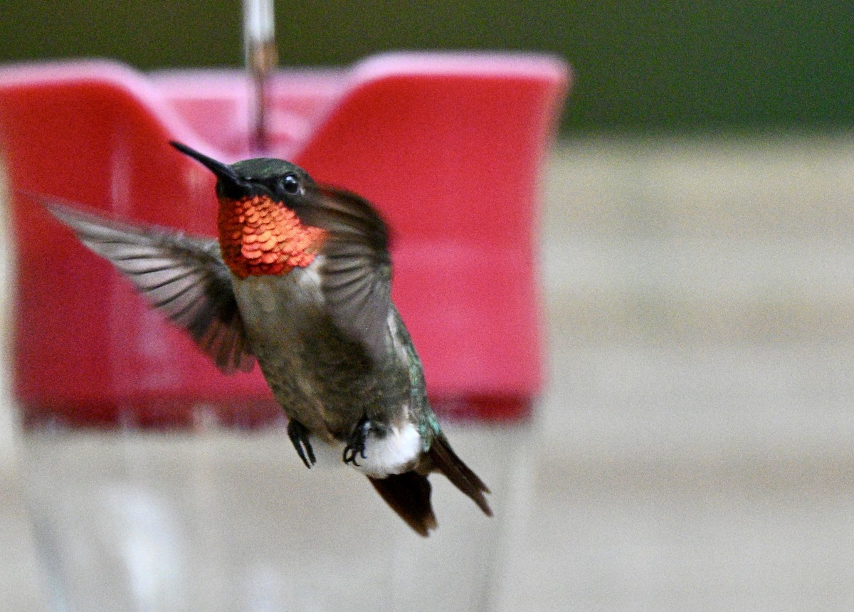 Ruby-throated Hummingbird - ML641133801
