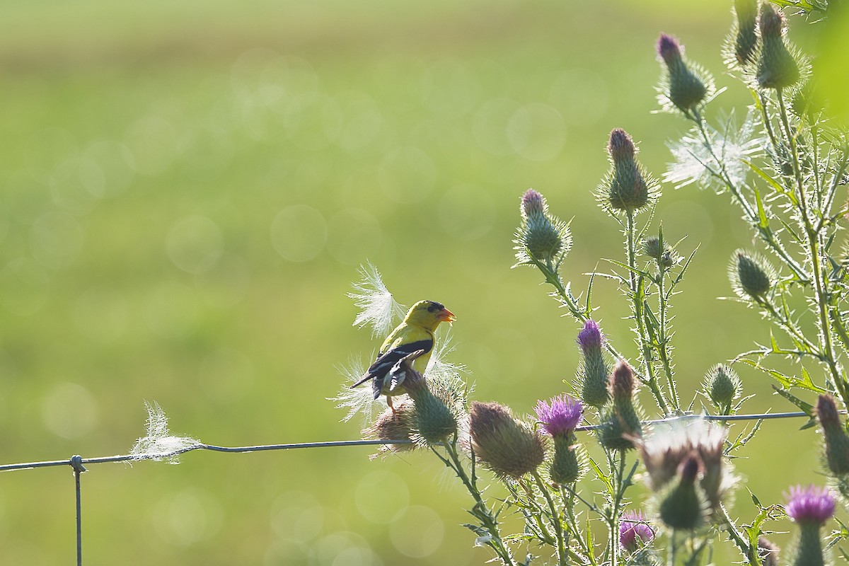 American Goldfinch - ML641133828