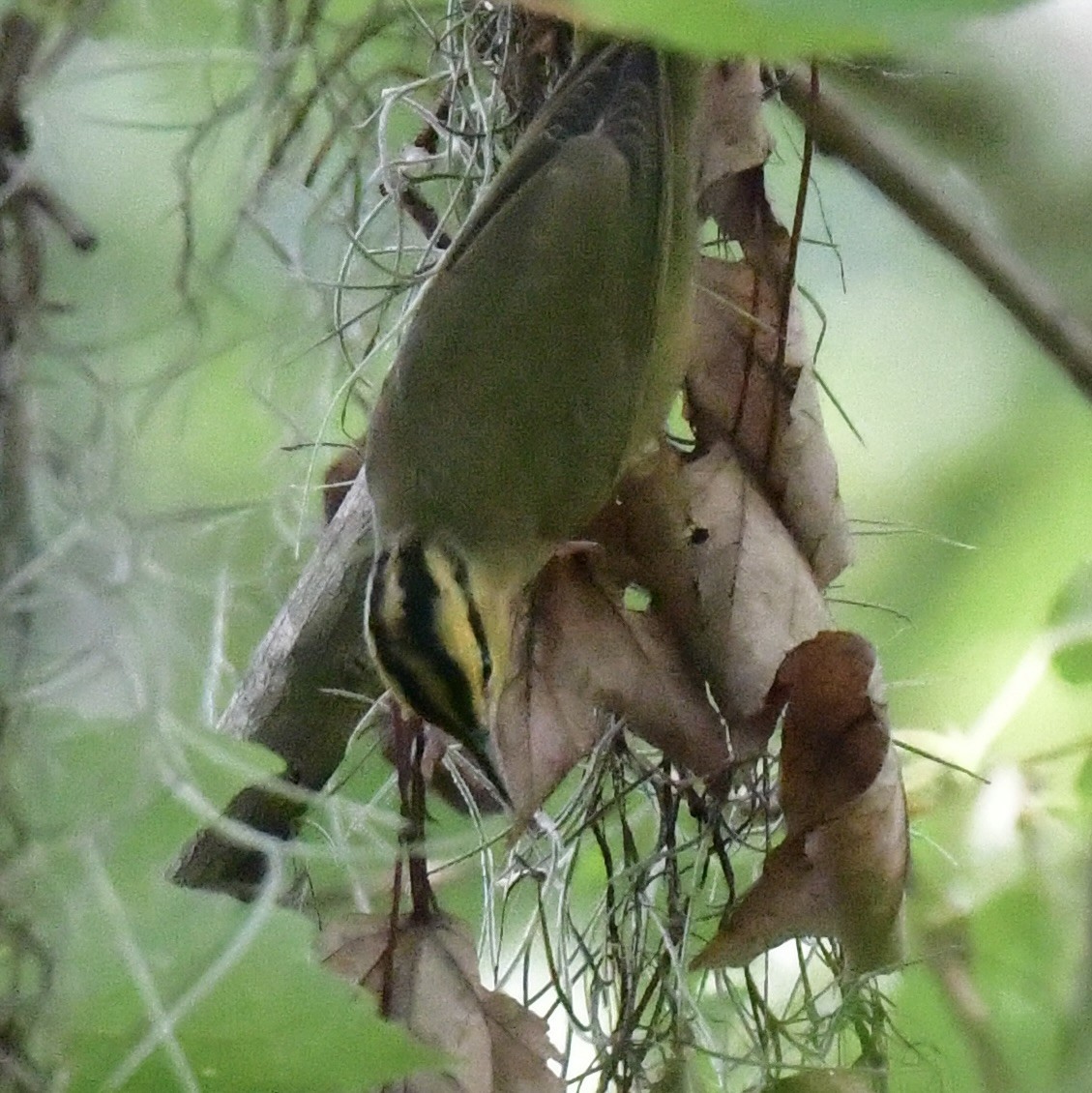 Worm-eating Warbler - ML641133835