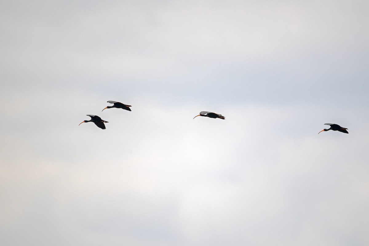 Bare-faced Ibis - ML641133839