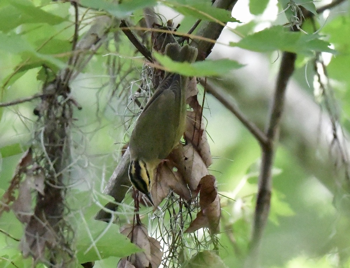 Worm-eating Warbler - ML641133845