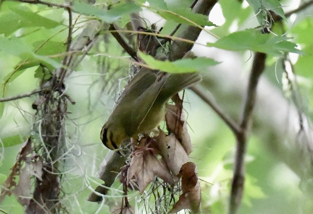 Worm-eating Warbler - ML641133857