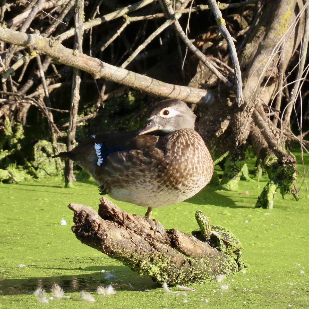 Wood Duck - ML641133864