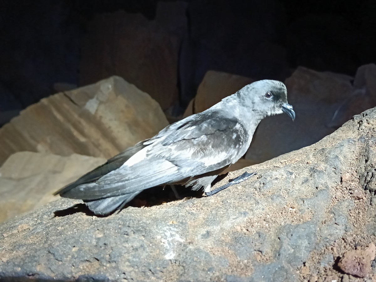 European Storm-Petrel - ML641133937