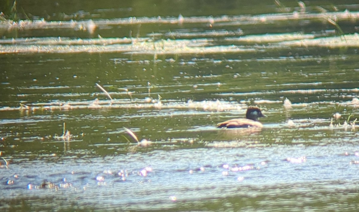 Bufflehead - ML641133950