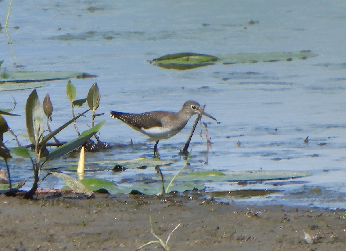 Solitary Sandpiper - ML641133962