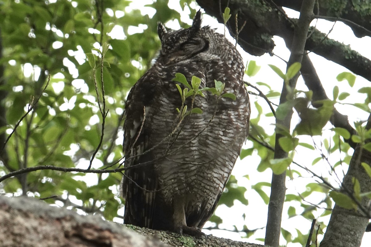 Spotted Eagle-Owl - ML641133964