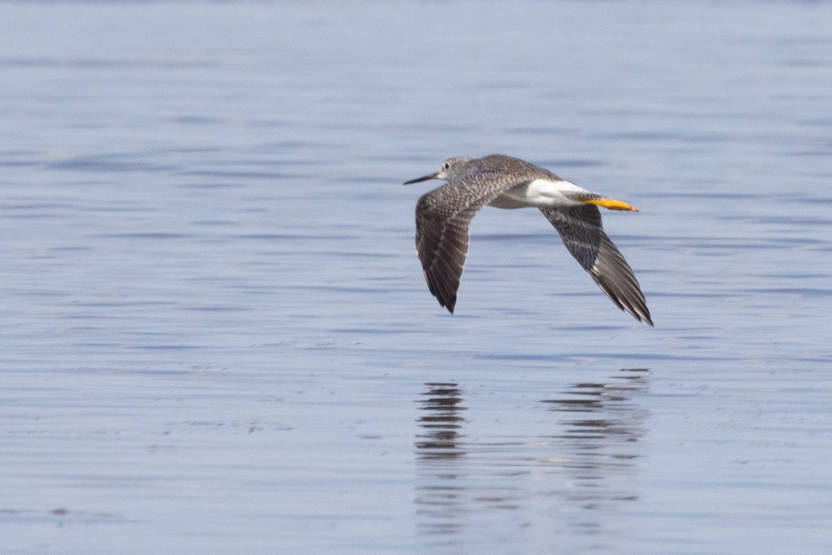 plystresnipe - ML641133983