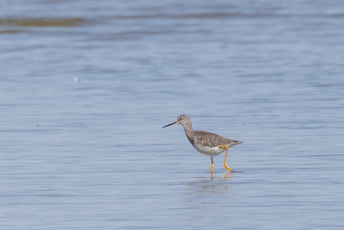 plystresnipe - ML641133986