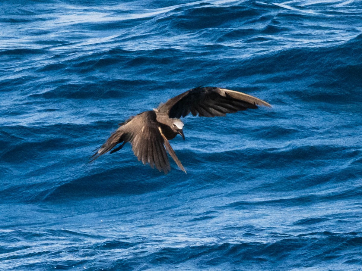 Brown Noddy - ML641134011