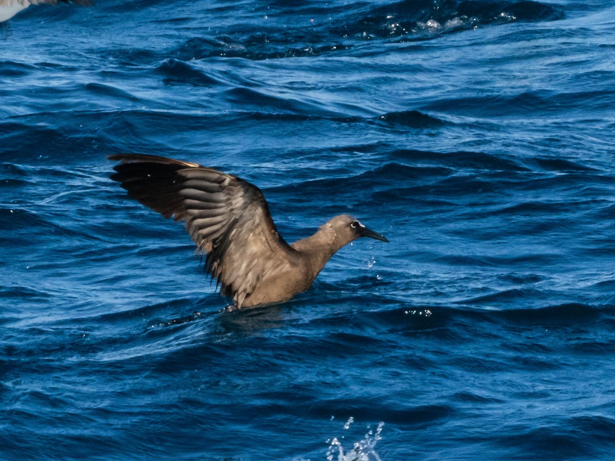 Brown Noddy - ML641134012