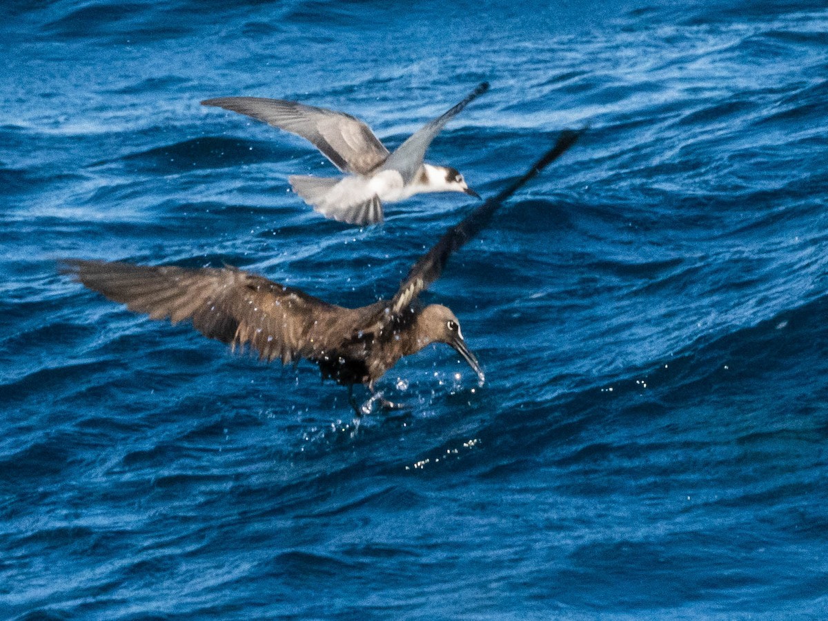 Brown Noddy - ML641134013