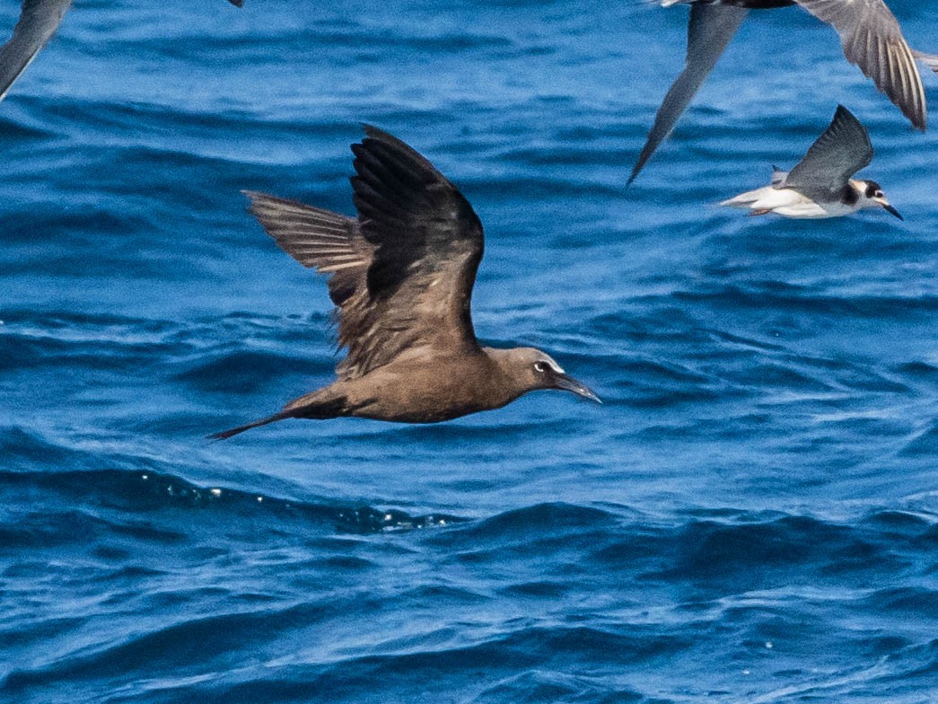 Brown Noddy - ML641134014