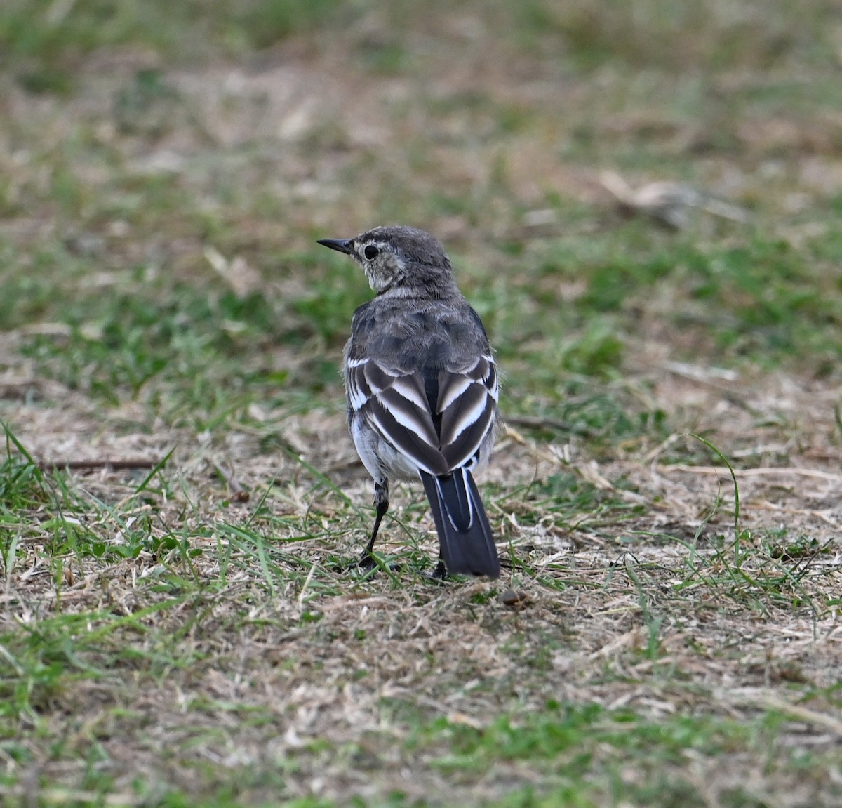konipas bílý (ssp. yarrellii) - ML641134021