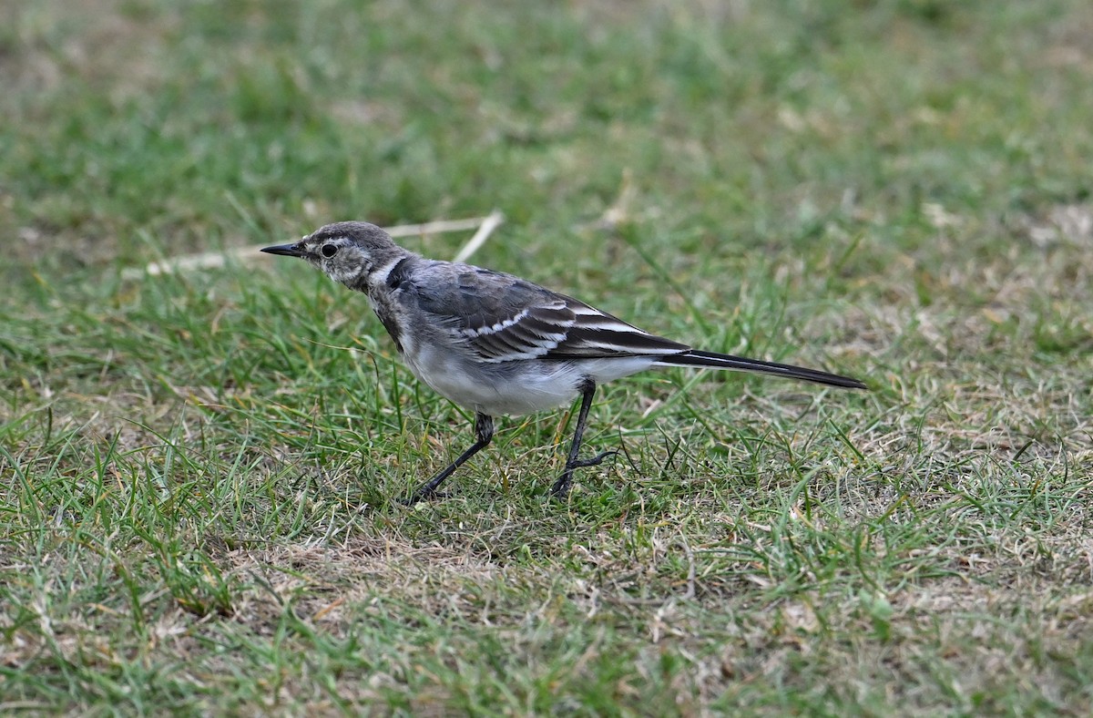 konipas bílý (ssp. yarrellii) - ML641134023