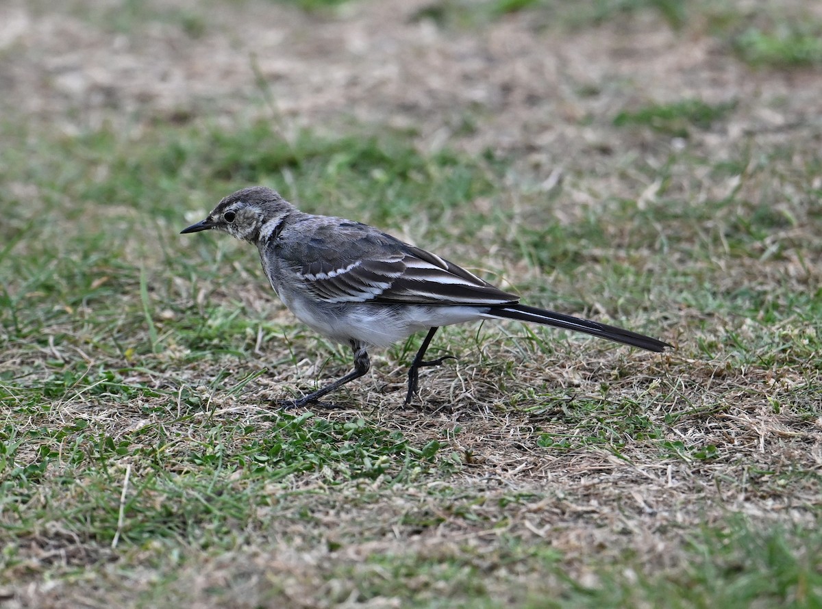 konipas bílý (ssp. yarrellii) - ML641134026