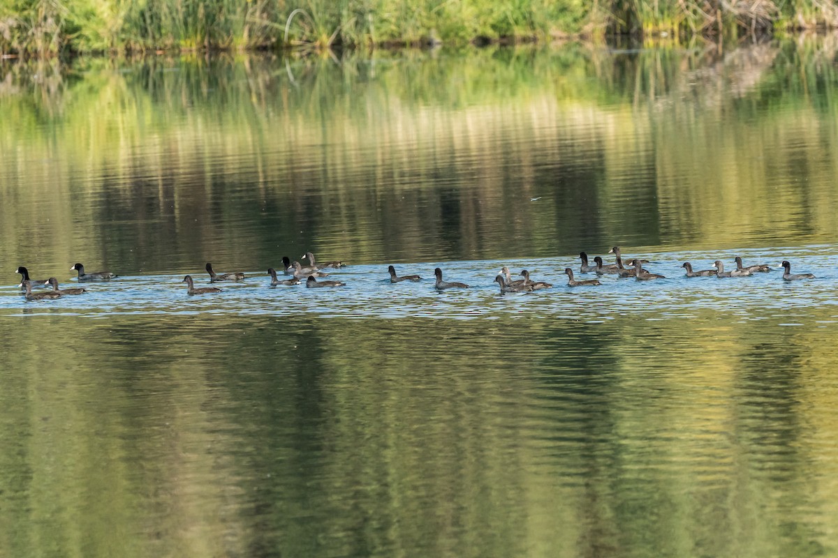 American Coot - ML641134029