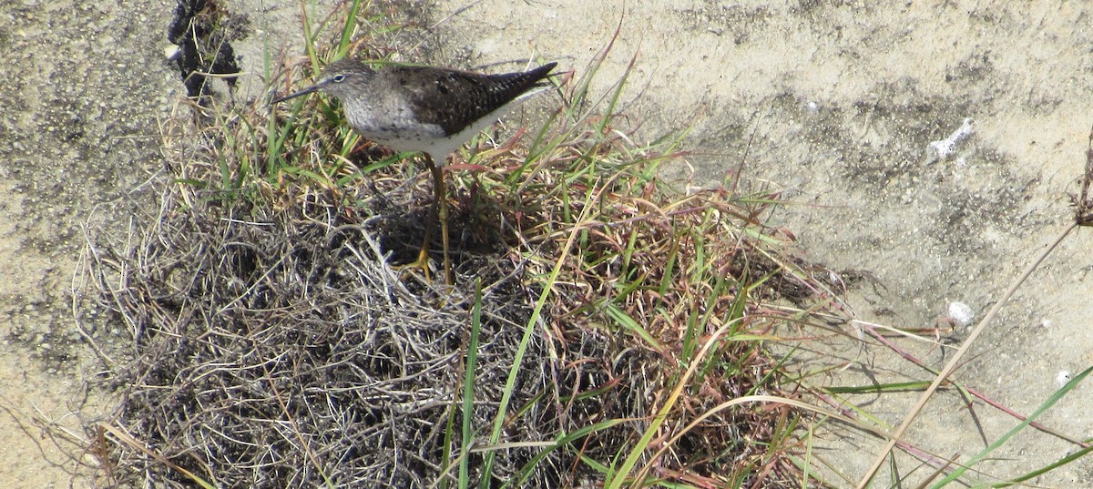 plystresnipe - ML641134044