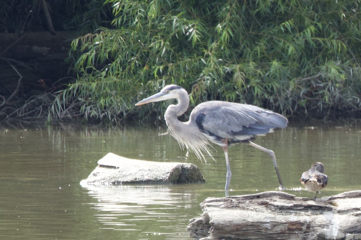 Great Blue Heron (Great Blue) - ML641134047