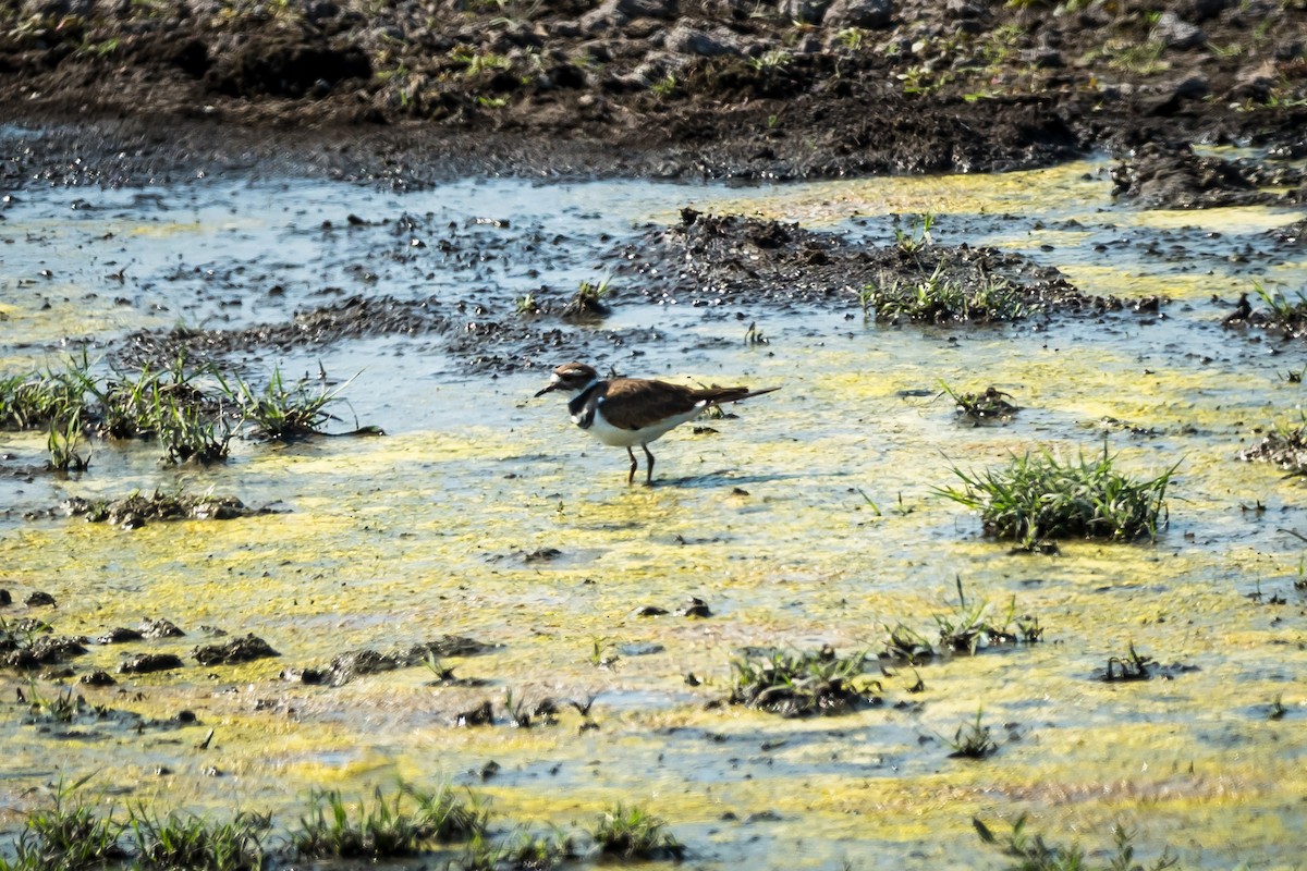 Killdeer - ML641134048