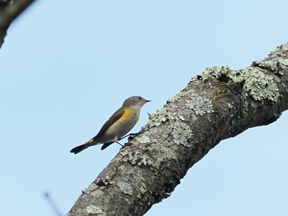 American Redstart - ML641134059