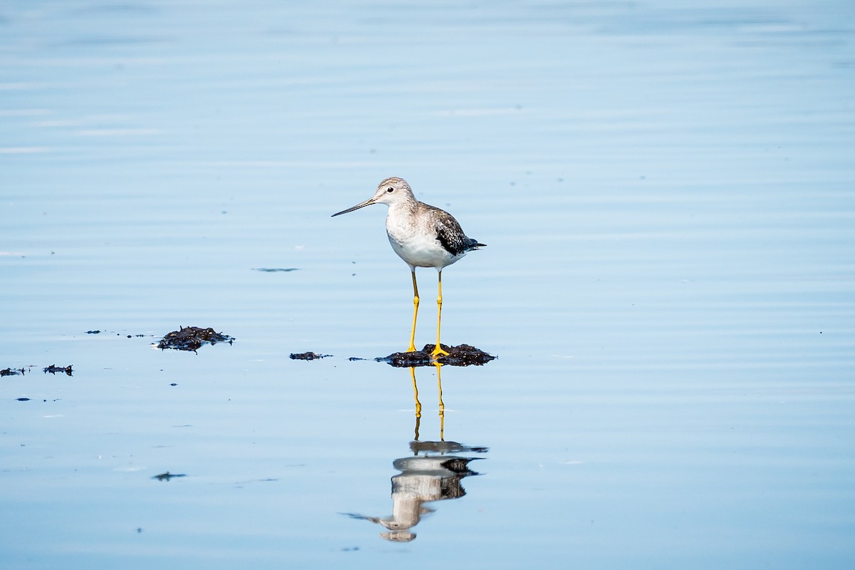 plystresnipe - ML641134073
