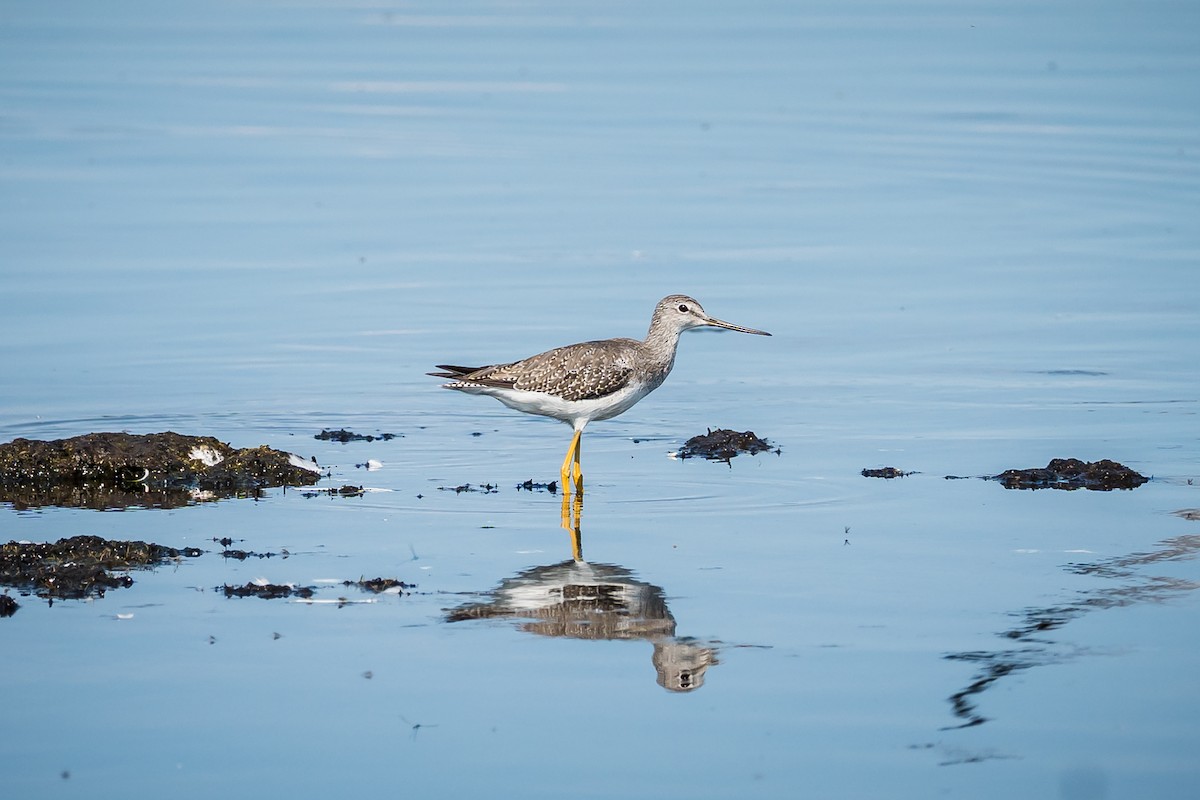 plystresnipe - ML641134074