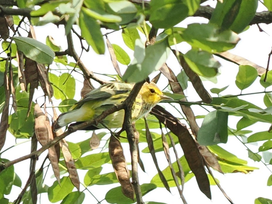 Cape May Warbler - ML641134079