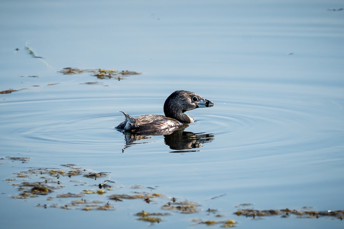 Pied-billed Grebe - ML641134084