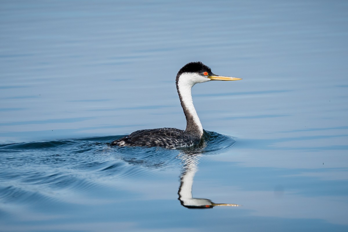 Western Grebe - ML641134093