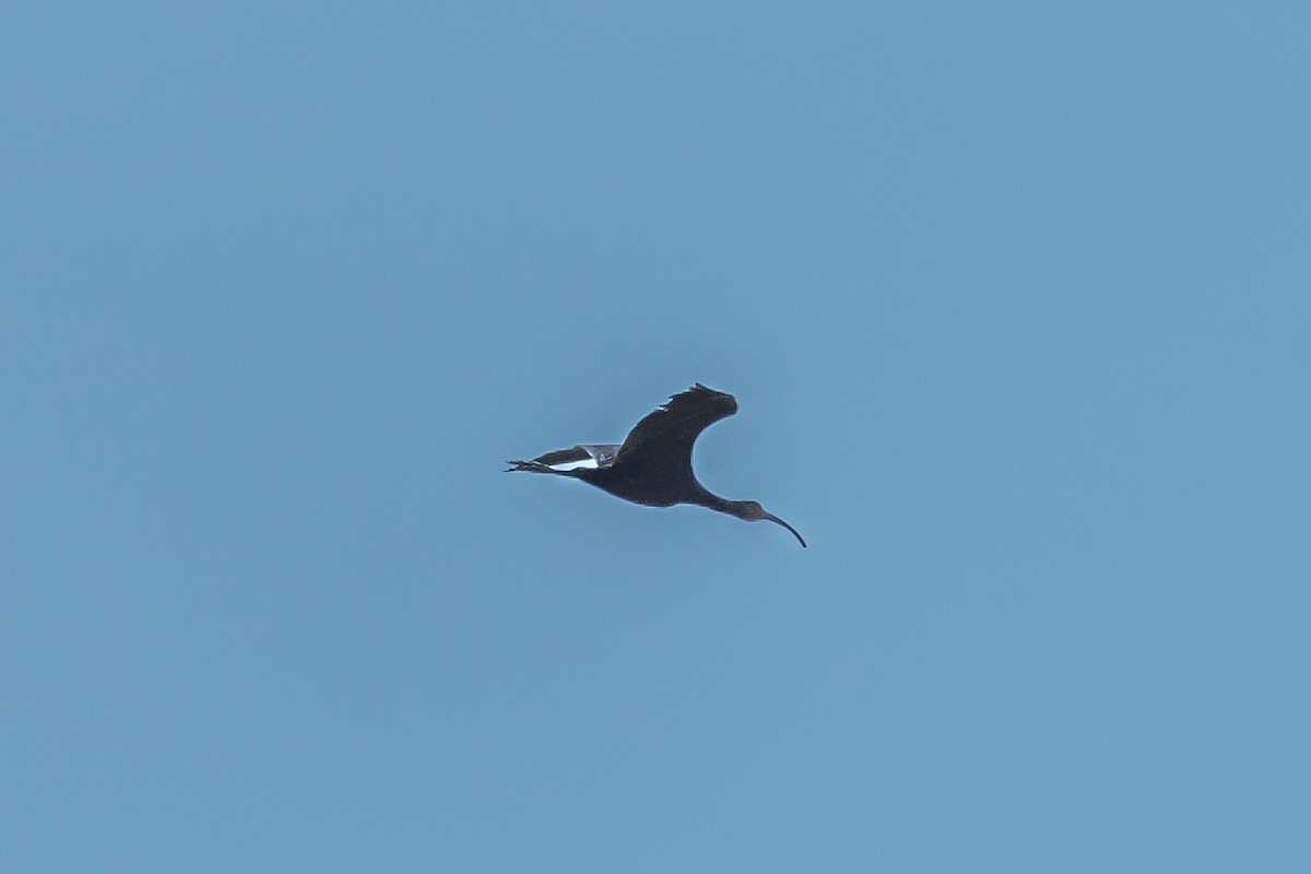 White-faced Ibis - ML641134107
