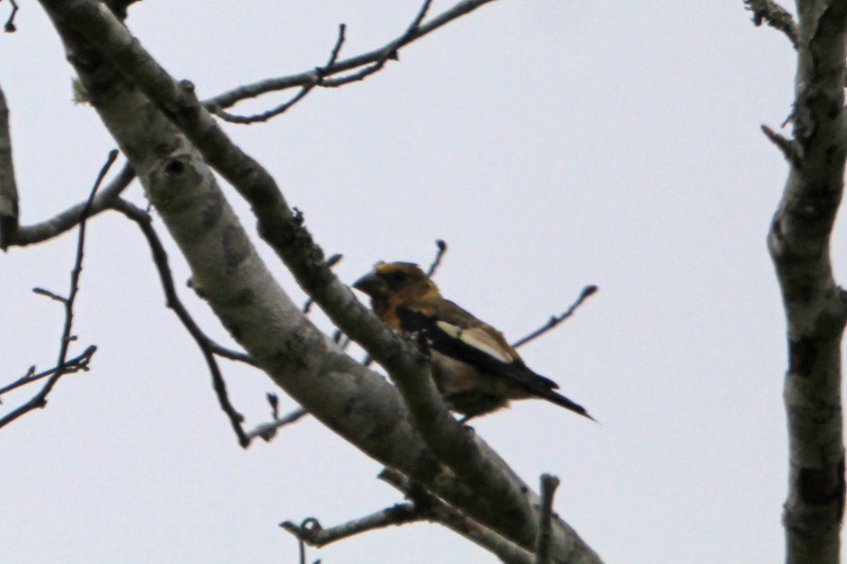 Evening Grosbeak - ML641134108